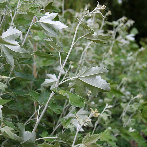 Amidst dense foliage with large, green leaves and light-coloured stems stands the Populus alba - Silver Leaf Poplar, its silvery green leaves adding a touch of subtle elegance to the surrounding greenery.