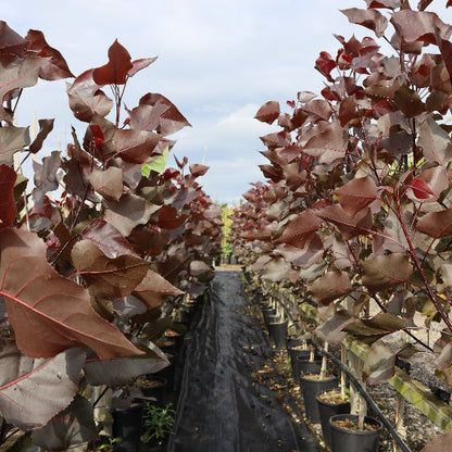 In an outdoor nursery setting, rows of potted Populus deltoides Purple Tower - Cottonwood Poplar with dark red leaves are meticulously arranged on black fabric, showcasing the striking Purple Tower amidst this architectural planting.