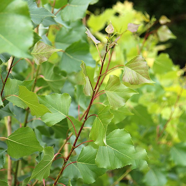 Close-up of green leaves and branches on a Populus nigra Italica - Lombardy Poplar, set against a soft-focus background of additional foliage, highlighting its natural elegance commonly used in architectural planting.