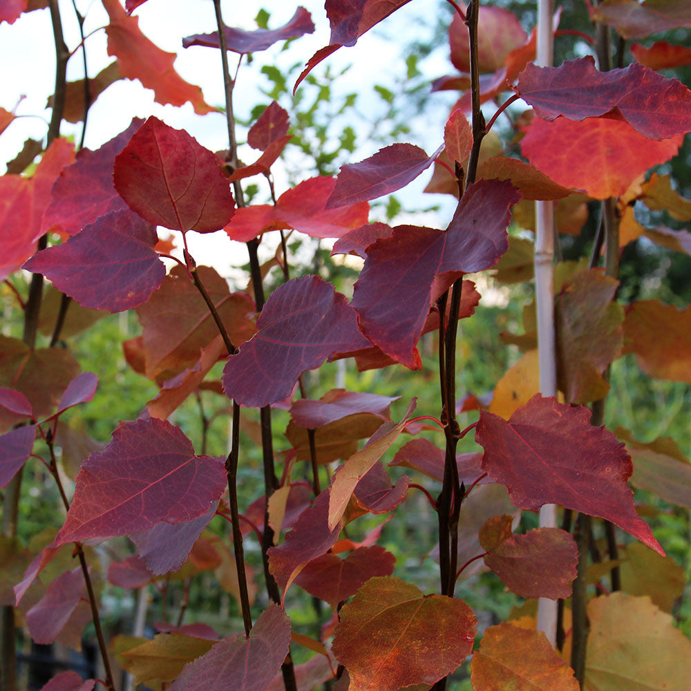 Red and orange autumn leaves embellish the branches of a Populus tremula Erecta - Columnar Swedish Aspen, its architectural structure standing out elegantly against a blurred outdoor backdrop.