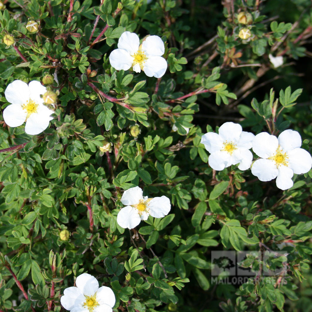 Creamy white flowers with five petals and yellow centers bloom on a green shrub, highlighting the dense foliage of Potentilla Abbotswood - Shrubby Cinquefoil Abbotswood.