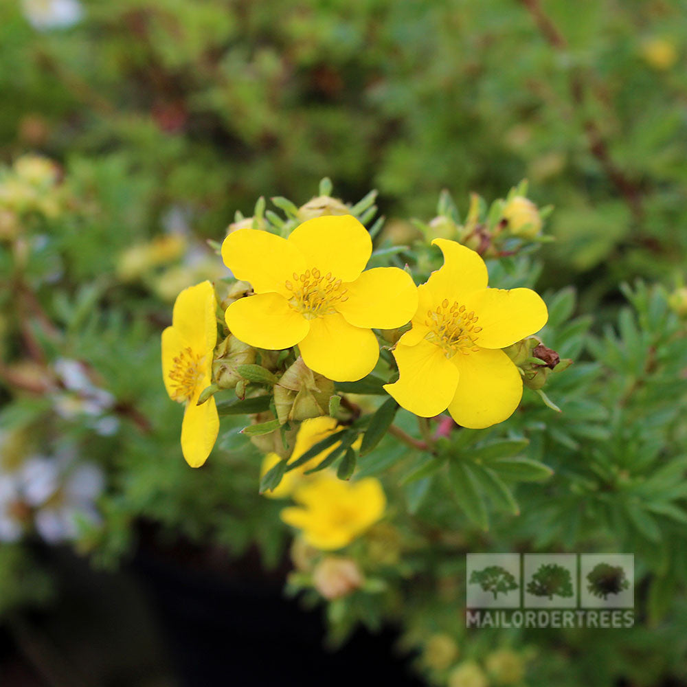 Close-up of Potentilla Goldfinger - Shrubby Cinquefoil Goldfinger, highlighting its vibrant yellow flowers and lush green leaves, ideal as a border plant.