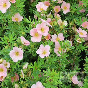 Delicate pink flowers of the Potentilla Lovely Pink - Shrubby Cinquefoil Pink Beauty are densely clustered with lush green leaves, filling the image.