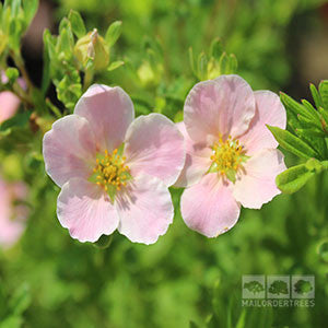 Potentilla Lovely Pink - Shrubby Cinquefoil Pink Beauty features delicate pink flowers with yellow centers that bloom brilliantly against lush green foliage, highlighting its charm.