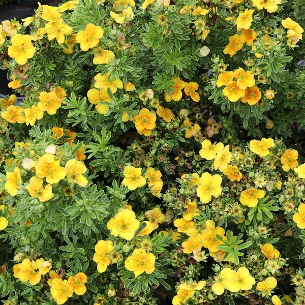 The Potentilla Mango Tango, also known as Shrubby Cinquefoil Mango Tango, boasts a dense cluster of yellow flowers with green leaves that adds a vibrant touch reminiscent of Mango Tango hues.