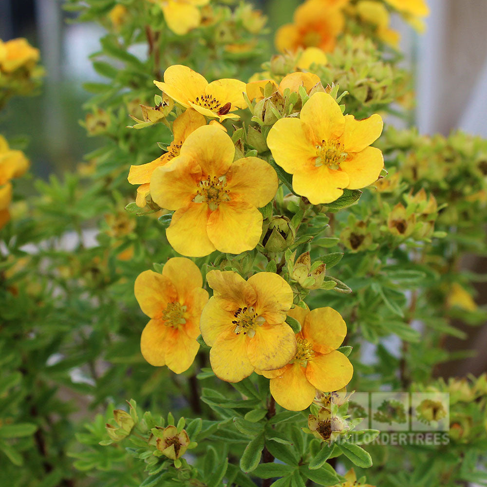 Clusters of vibrant yellow flowers resemble the lively Potentilla Mango Tango - Shrubby Cinquefoil Mango Tango, with lush green foliage in the background.