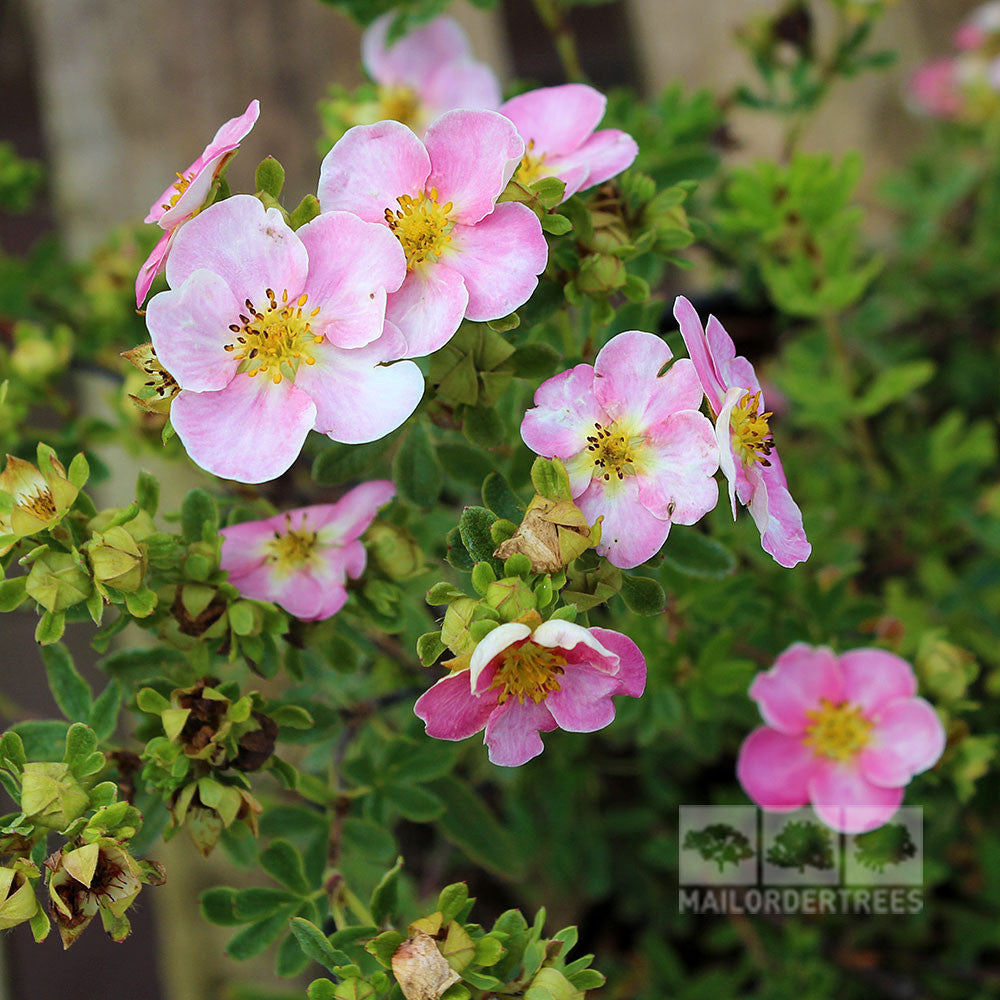 Pink flowers with yellow centers bloom amid green leaves, highlighting the compact and bushy habit of the Potentilla New Dawn - Shrubby Cinquefoil New Dawn.