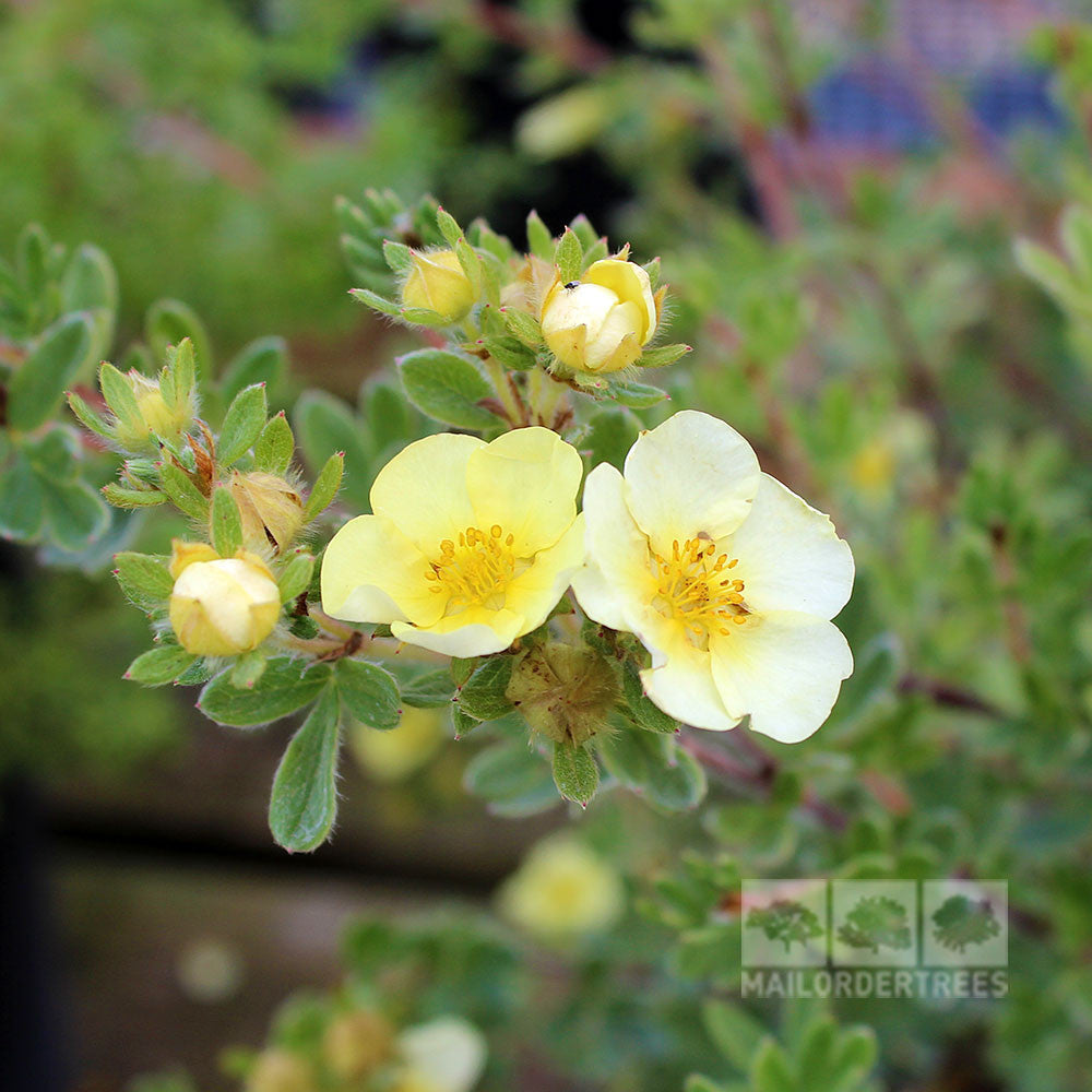 The Potentilla Primrose Beauty, or Shrubby Cinquefoil Primrose Beauty, showcases yellow blooms on green leaves, with some flowers in full bloom and others as delicate buds hinting at their vibrant color.