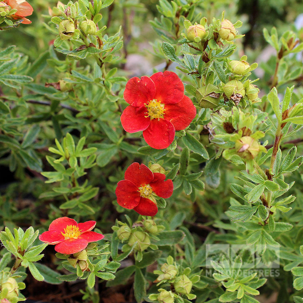 The bright coral-red flowers with yellow centers of the Potentilla Red Lady illuminate the greenery, evoking the charming essence of Shrubby Cinquefoil.