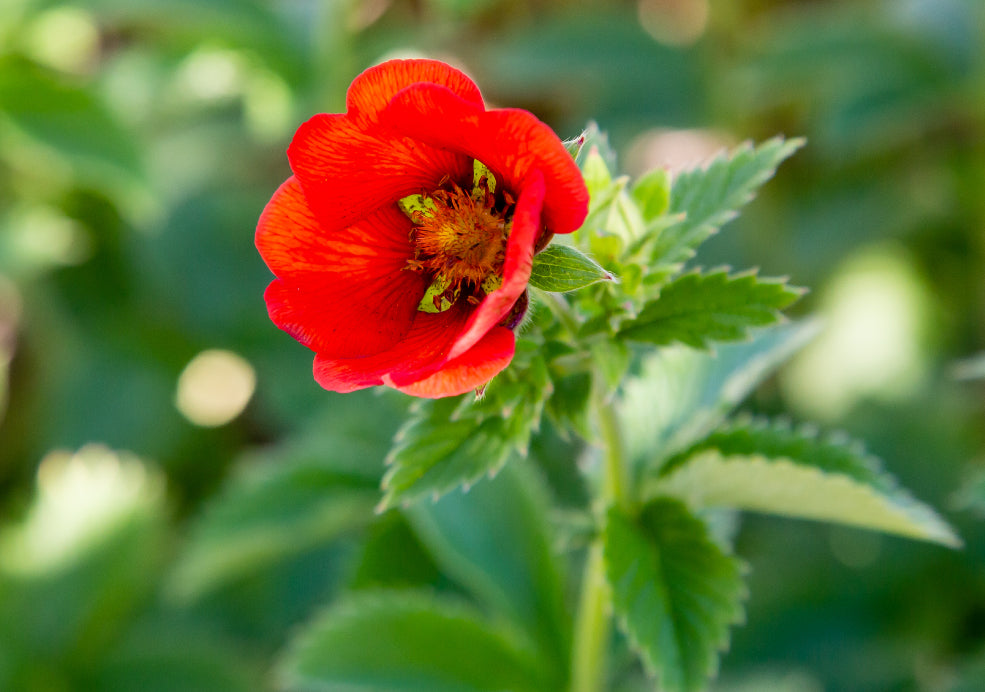 Potentilla: A Splash of Colour for Every Border.