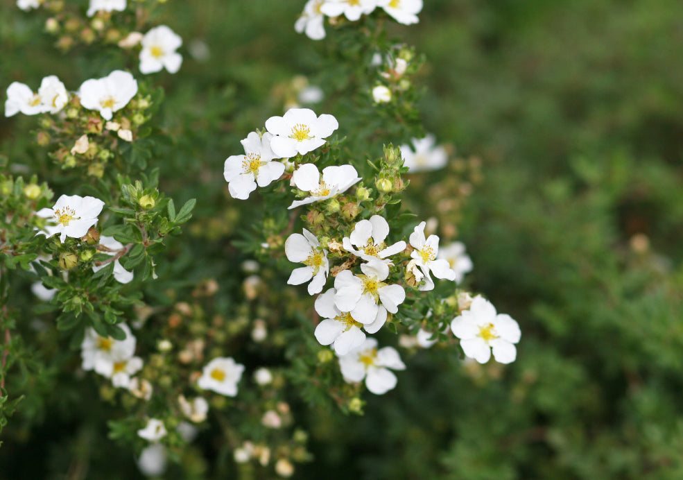 Hardy, Low-Maintenance, and Easy to Grow.