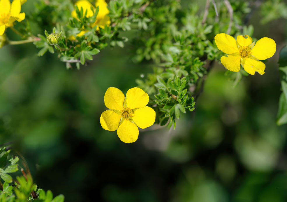 Bright Blooms and Ecological Value.