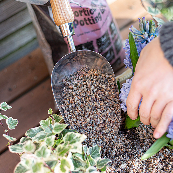 Using a Potting Scoop - Stainless Steel with an FSC® ash wood handle, a hand skilfully transfers gravel into a planter filled with ivy and purple flowers. In the background, a bag of potting mix awaits, providing rust resistance for extended garden care.