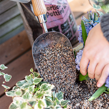 Using a Potting Scoop - Stainless Steel with an FSC® ash wood handle, a hand skilfully transfers gravel into a planter filled with ivy and purple flowers. In the background, a bag of potting mix awaits, providing rust resistance for extended garden care.