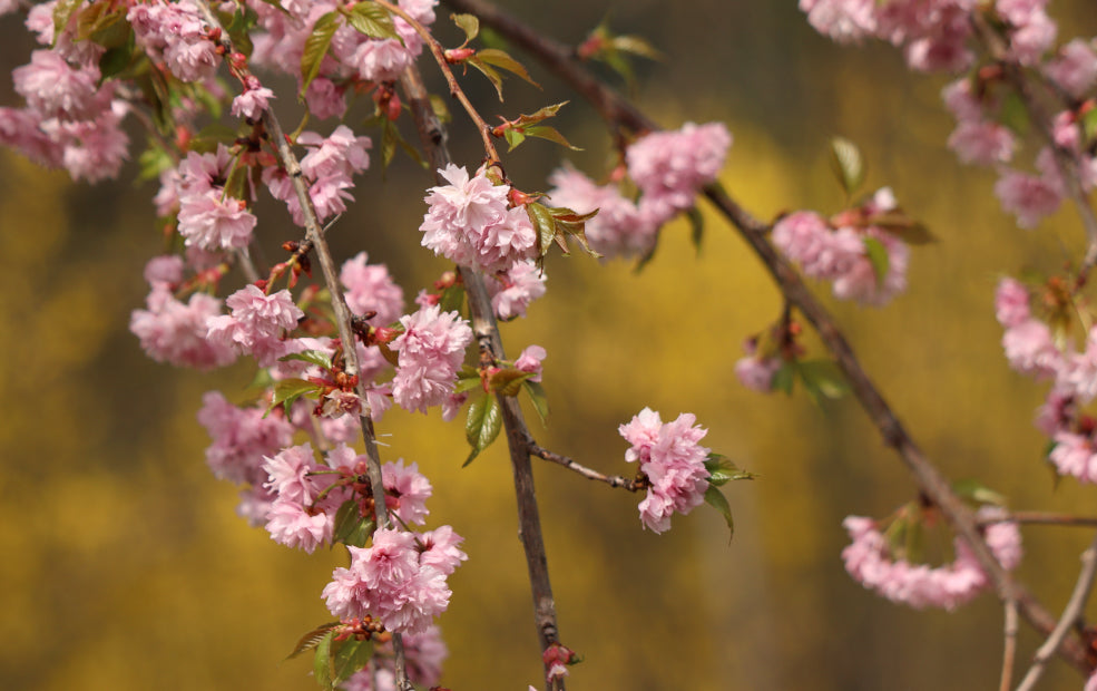 Branches of cherry blossoms with pink flowers against a blurred yellow background.