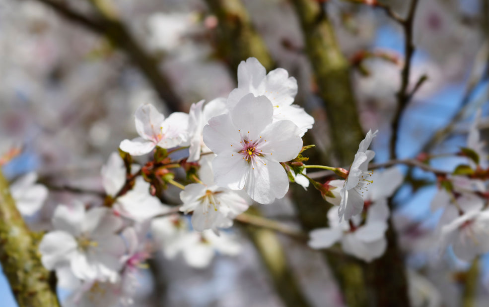 Close-up of blooming white cherry blossoms on tree branches, with a blurred background.