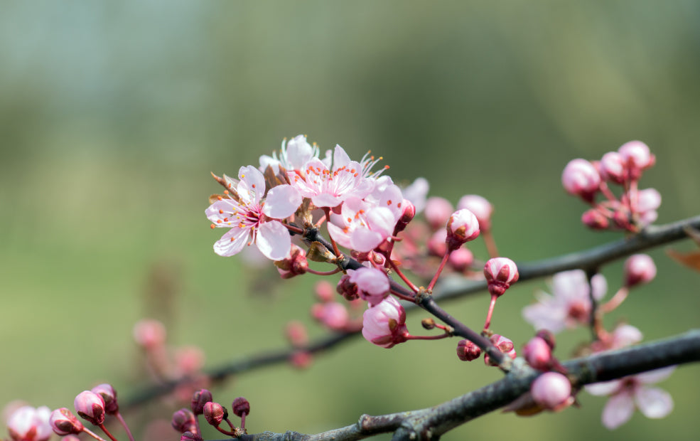 Ornamental Almonds: A Delicate Display of Spring Beauty.