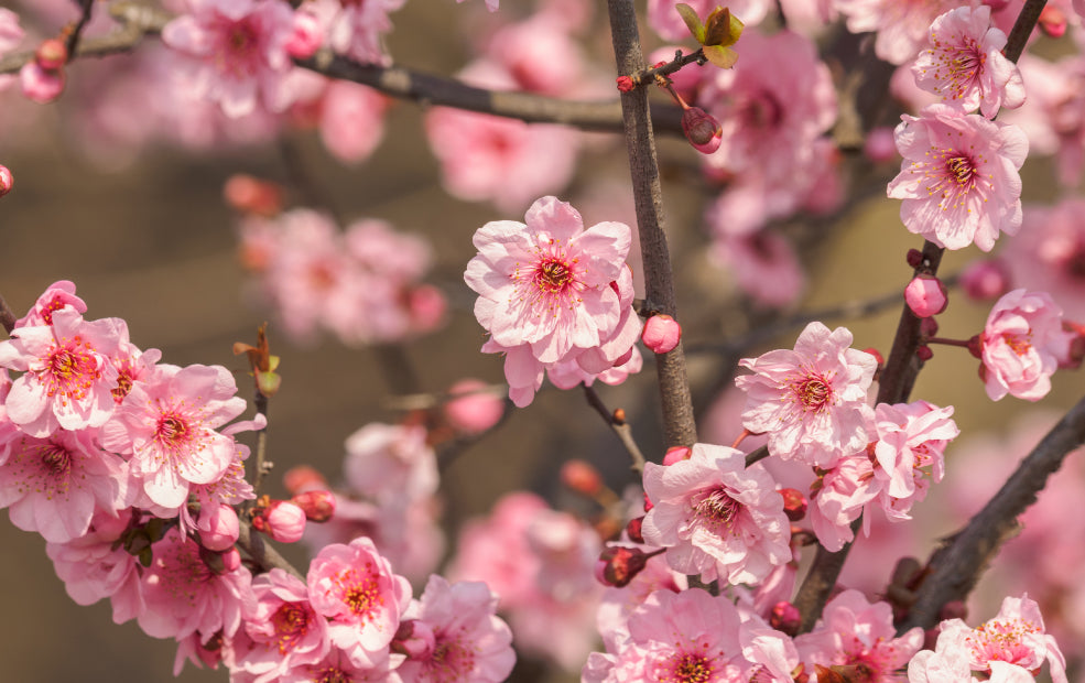 Ornamental Plums: Spring’s Early Gift of Blossom.