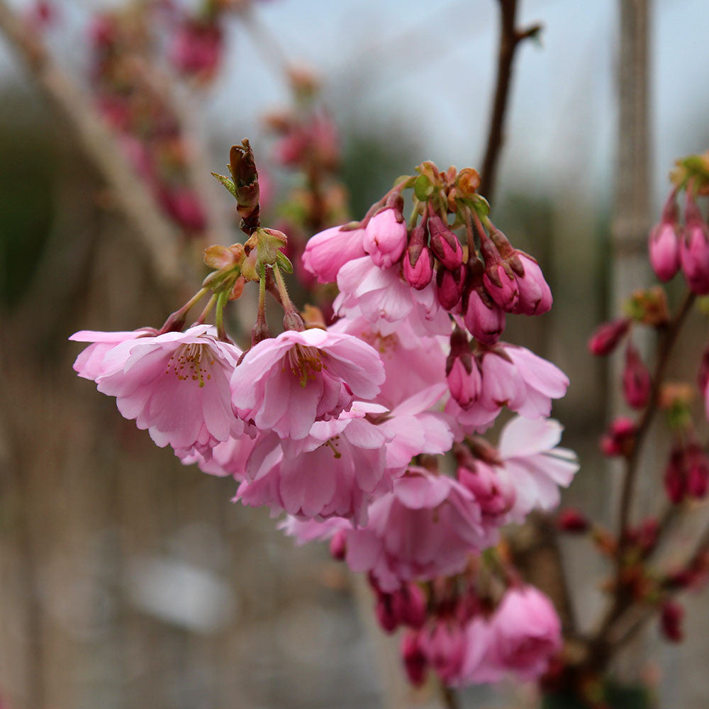 Close-up of rose-pink flowers on a Prunus Accolade - Flowering Cherry Tree branch, featuring buds and fully bloomed blossoms glowing in full sun against a soft-focus background.