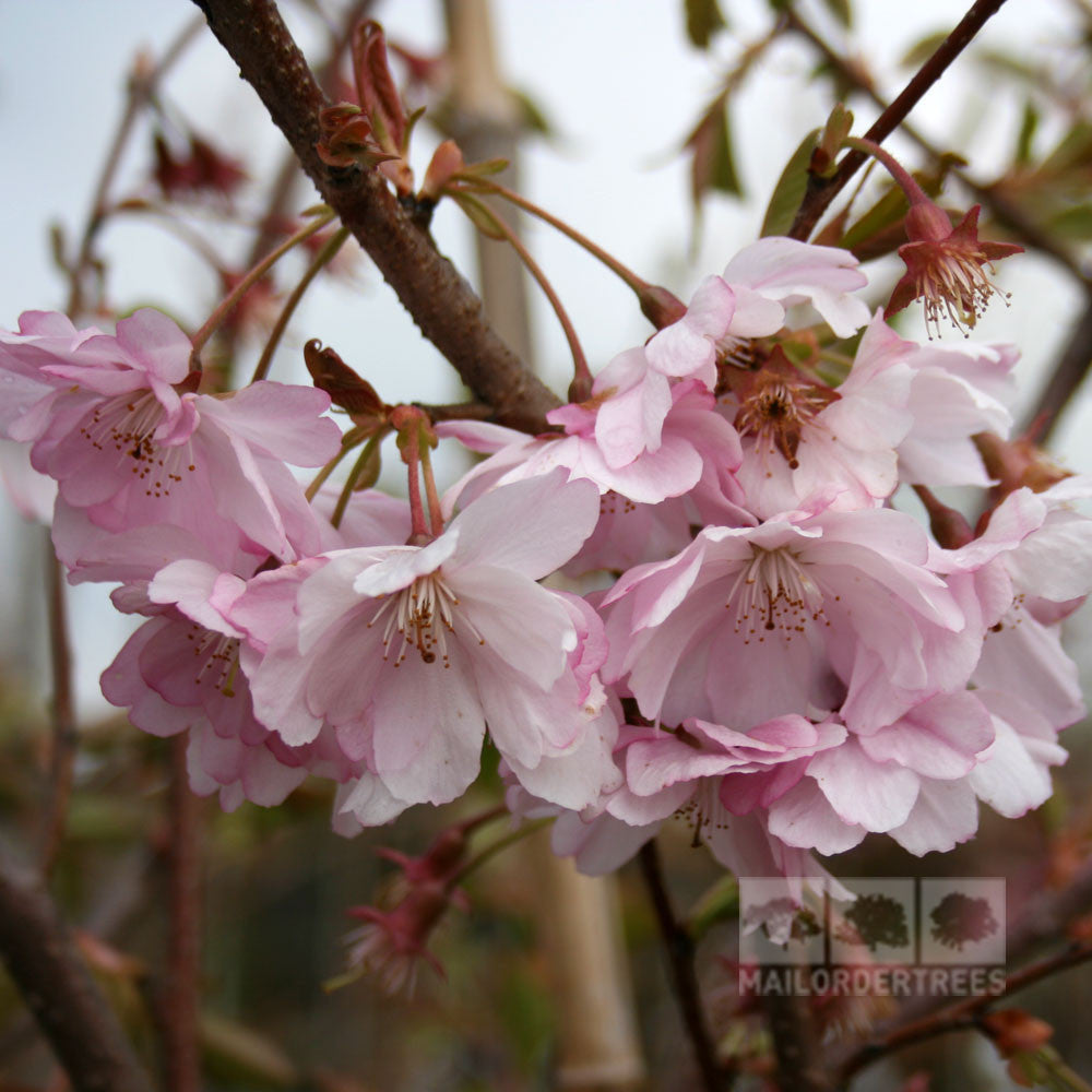 Rose-pink blooms, reminiscent of cherry blossoms, embellish the Prunus Accolade - Flowering Cherry Tree. They thrive on the tree's branches, soaking up the full sun when in peak bloom.