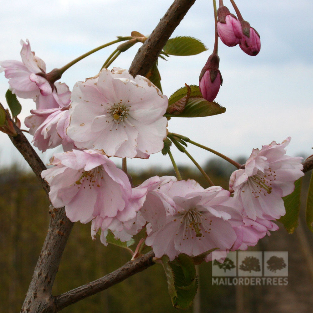 Close-up of rose-pink blossoms of the Prunus Accolade - Flowering Cherry Tree on a branch, with some buds partially open, basking in the full sun.