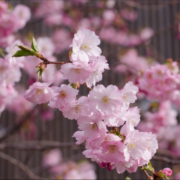 Close-up of rose-pink blossoms on a Prunus Accolade - Flowering Cherry Tree branch with a softly blurred background.