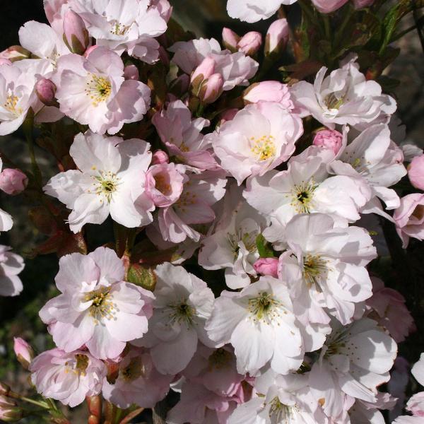 Close-up of the fragrant pink blossoms of a Prunus Amanogawa - Japanese Flowering Cherry Tree, in full bloom with dark green leaves in the background.