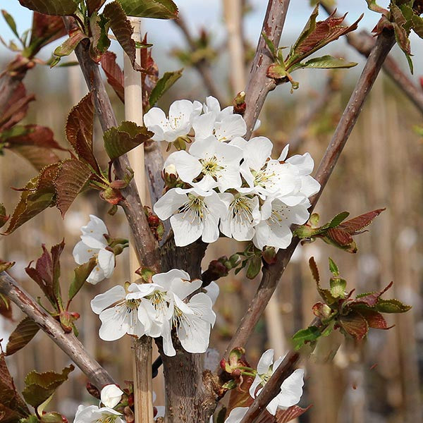 Close-up of white cherry blossoms on a Prunus Amber Heart cherry tree, with budding green leaves on branches set against a blurred outdoor background.