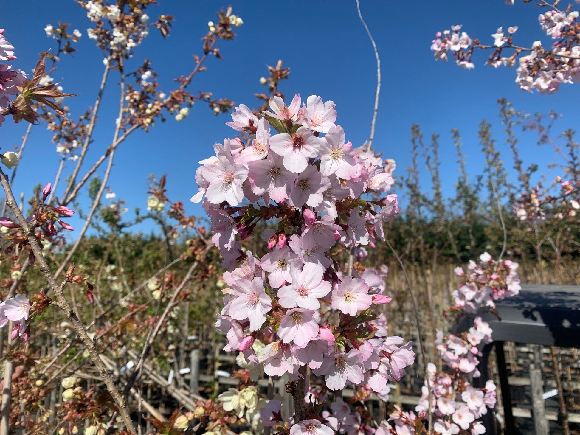 The Prunus Asano - Japanese Flowering Cherry Tree displays its graceful beauty as its pom pom flower heads burst into full bloom beneath a clear blue sky.