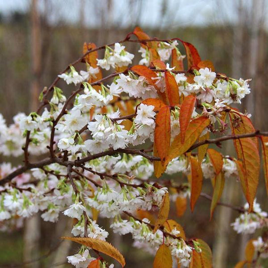 A branch of the Prunus Autumnalis - Autumn Cherry Tree, adorned with white blossoms and orange-brown leaves, stands vivid against a blurred background.