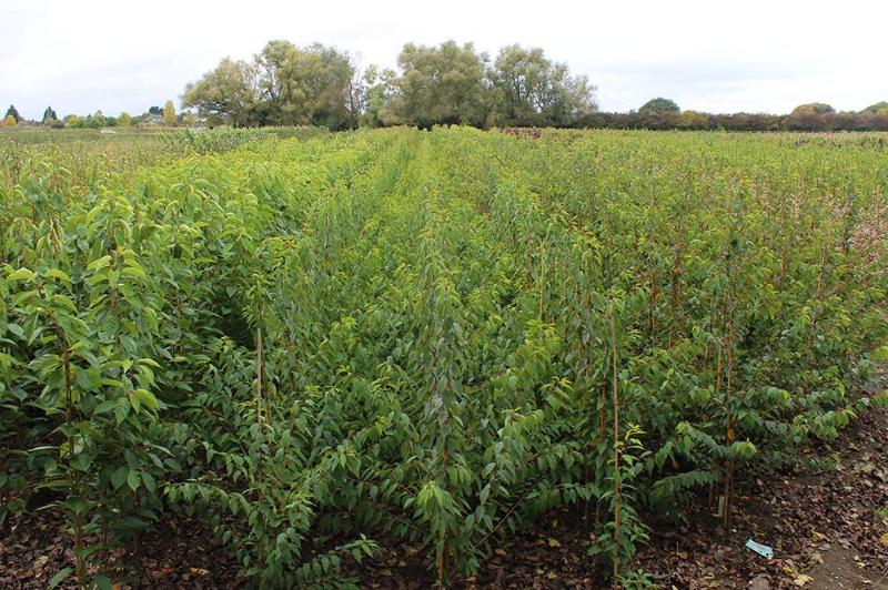 A grove of densely planted Prunus Autumnalis Rosea trees, adorned with green foliage and glossy fruits, glistens under a cloudy sky.