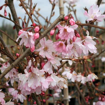 Semi-double flowers of the Prunus Autumnalis Rosea - Autumn Cherry Tree bloom among the pink cherry blossoms, with some buds on branches against a blurred background.