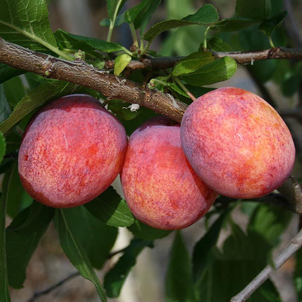 Three ripe plums dangle from a branch with green leaves, evoking the sweet flavors that the Prunus Avalon - Avalon Plum Tree promises for jam making.