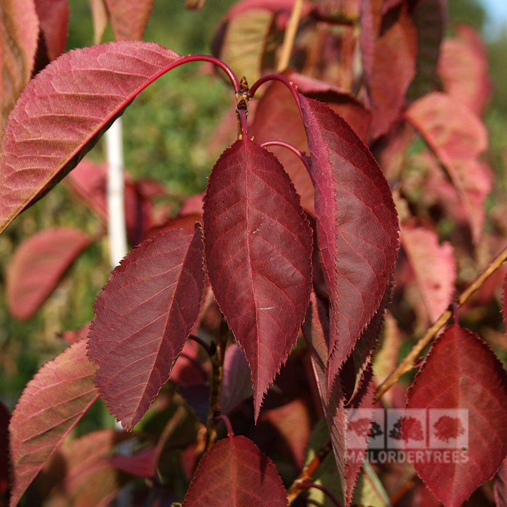 Close-up of red, oval-shaped leaves on a branch, with the deep pink semi-double flowers of the Prunus Beni Yutaka - Flowering Cherry Tree gently blurred in the background.