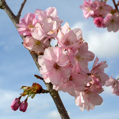 Close-up of deep pink semi-double flowers and buds on a branch of the Prunus Beni Yutaka - Flowering Cherry Tree against a clear blue sky.