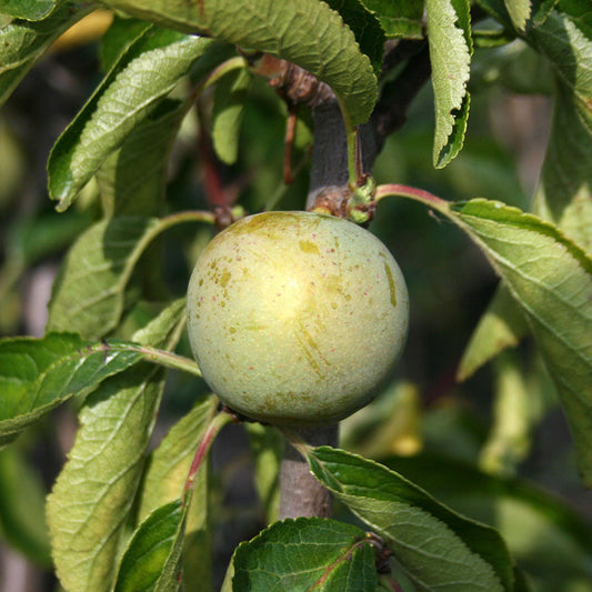 A green fruit grows on the Prunus Cambridge Gage tree amidst lush leaves, reminiscent of a Cambridge Gage, offering ideal potential for culinary delights.