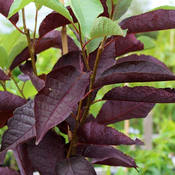 Close-up of a branch displaying dark purple leaves alongside vibrant green ones in a garden setting, highlighting the Prunus Canada Red - Chokecherry Tree as an elegant feature.