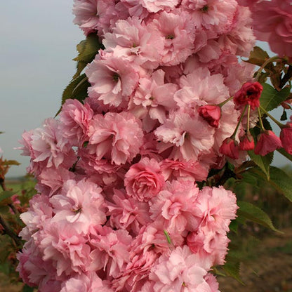 A cluster of vibrant double pink blooms on a Prunus Candy Floss - Flowering Cherry Tree emerges brilliantly against a backdrop of lush green foliage.