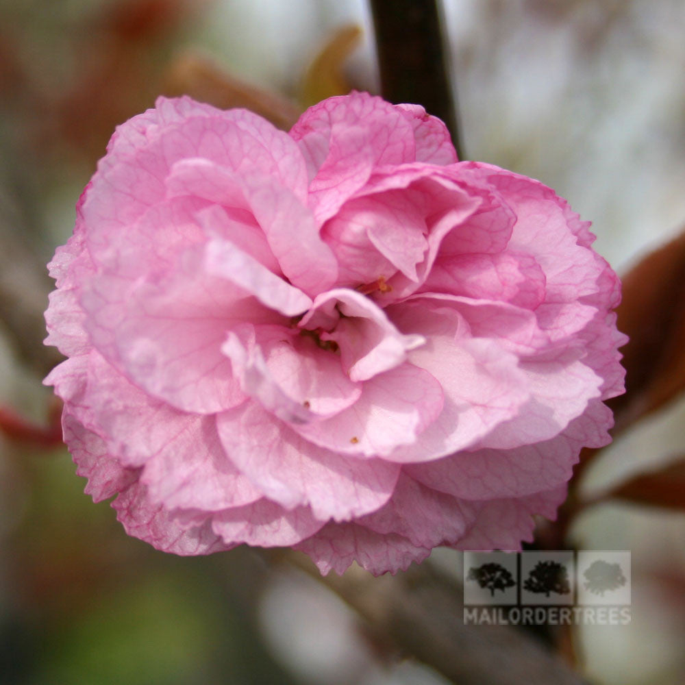 Close-up of a blooming pink cherry blossom from the Prunus Candy Floss - Flowering Cherry Tree, highlighting its delicate beauty against a softly blurred green and brown background.