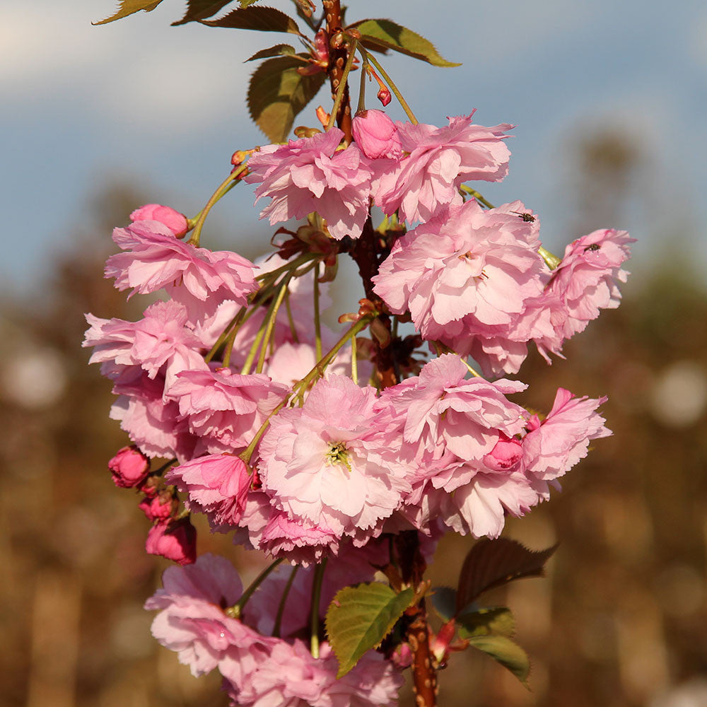 Close-up of the Prunus Candy Floss - Flowering Cherry Tree, showcasing its double pink flowers and green leaves against a blurred background.