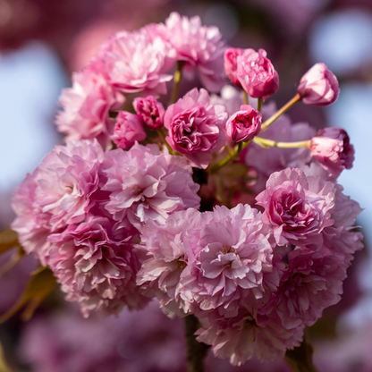 Close-up of a cluster of double pink flowers on the Prunus Candy Floss Flowering Cherry Tree, featuring soft, ruffled petals and several buds in the background.