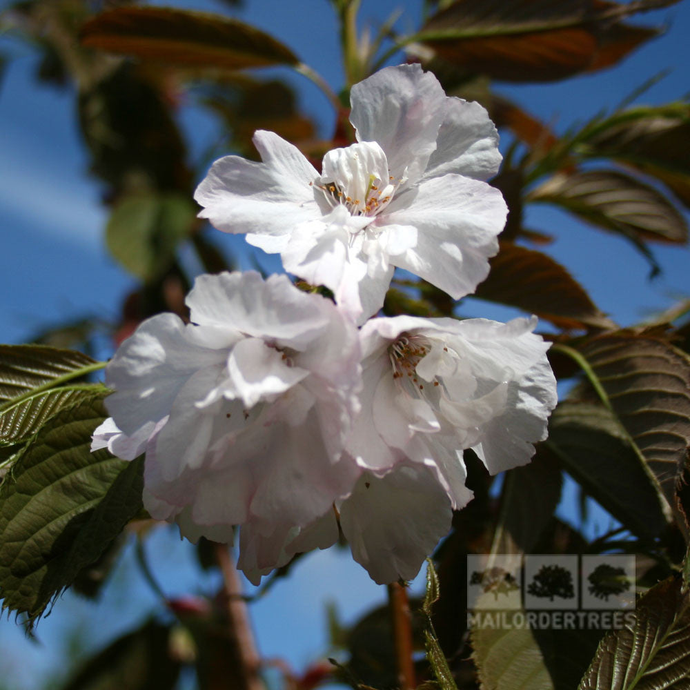 White cherry blossoms, reminiscent of the Prunus Chocolate Ice Japanese Flowering Cherry Tree, stand out against a blue sky background. Lush green leaves complement this picturesque scene, enhancing its natural beauty.