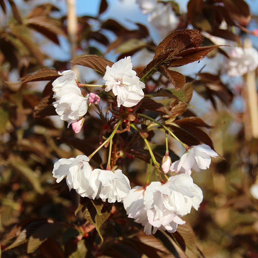 The Prunus Chocolate Ice - Japanese Flowering Cherry Tree features blush-white flowers with multiple petals that bloom on its branches, their beauty highlighted by dark green leaves against a blurred background.