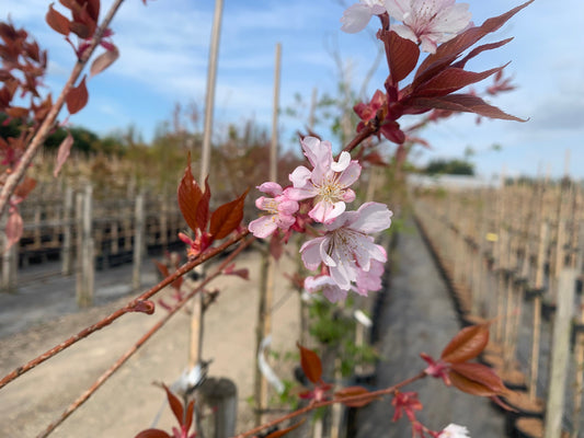 Prunus Choshu Hizakura - Japanese Flowering Cherry Tree - Mix and Match