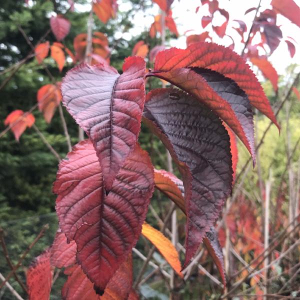 Close-up of a branch with vibrant red and burgundy leaves, set against a blurred green background, reminiscent of a Prunus Collingwood Ingram - Flowering Cherry Tree.