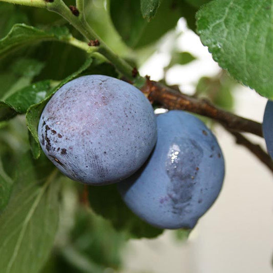 A close-up of two ripe Czar Plums from a Prunus Czar tree shows their deep purple hues contrasting against green leaves. These self-fertile plums are ideal for snacking and cooking.