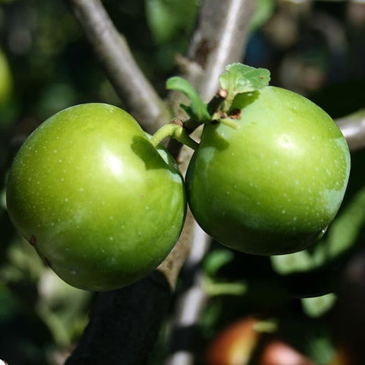 Two quality Prunus Early Transparent Gage apples hang from a branch with lush leaves in the background, showcasing their heavy cropping potential.