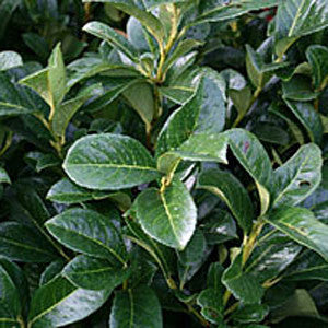 Dense arrangement of glossy, dark green laurel leaves with light veins foreshadows the bloom of fragrant white flowers characteristic of Prunus Etna - Laurel.