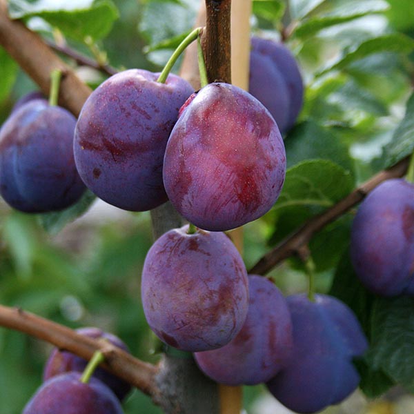 Sweet, ripe purple plums cluster on the branch of a Prunus Excalibur - Excalibur Plum Tree, encircled by vibrant green leaves.