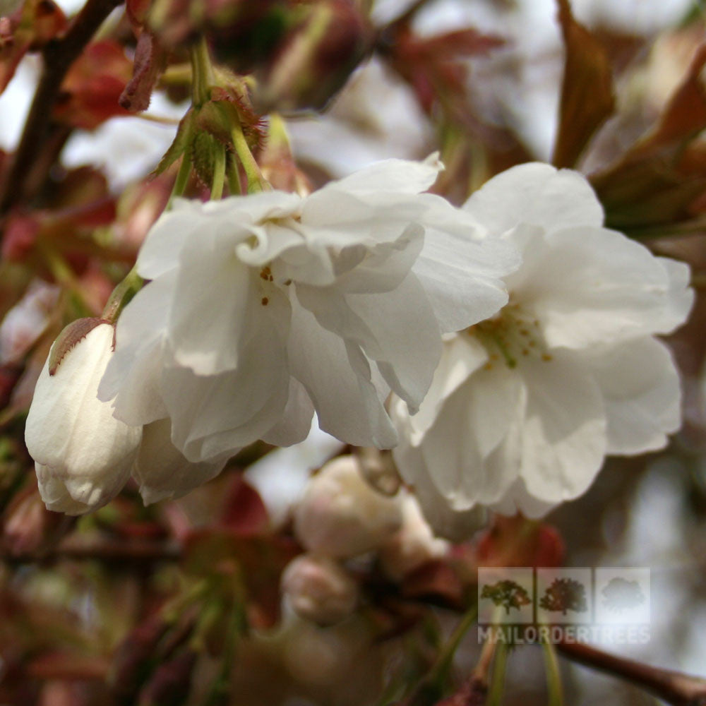 Close-up of blossoms from the Prunus Fragrant Cloud, a flowering cherry tree, with a blurred background.